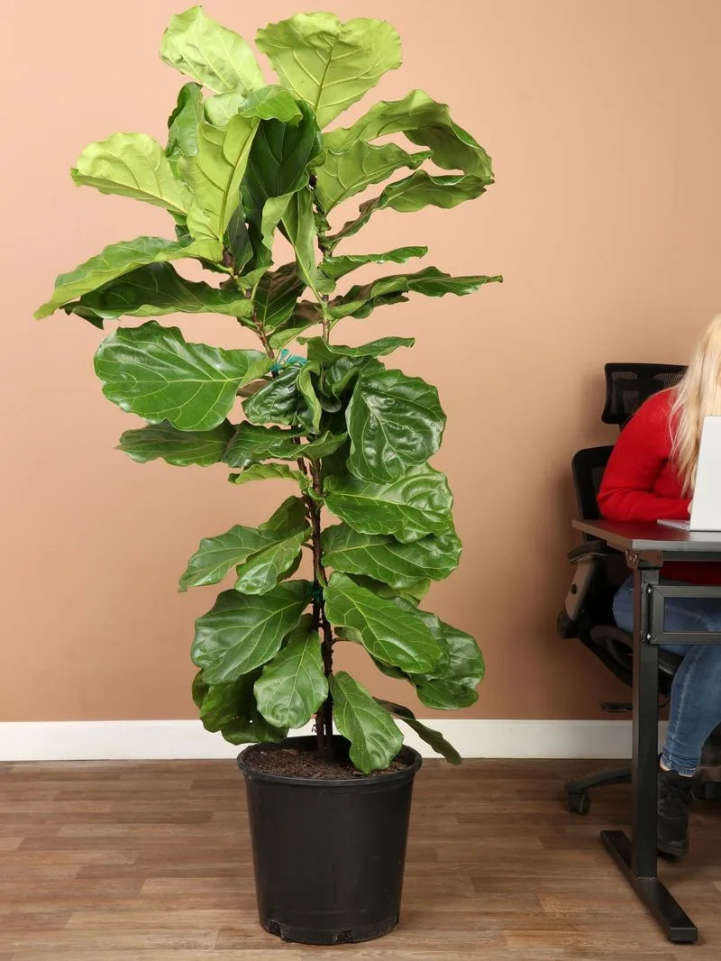 Fiddle Leaf Fig