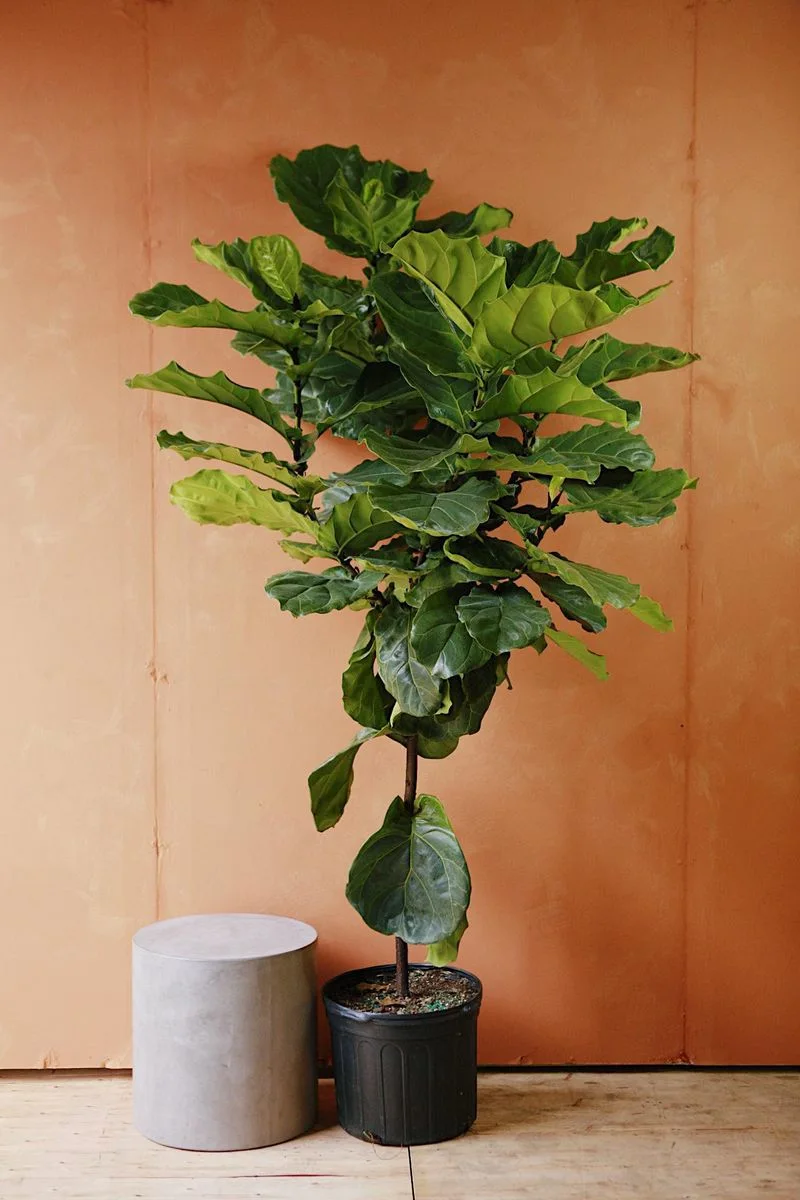 Fiddle Leaf Fig