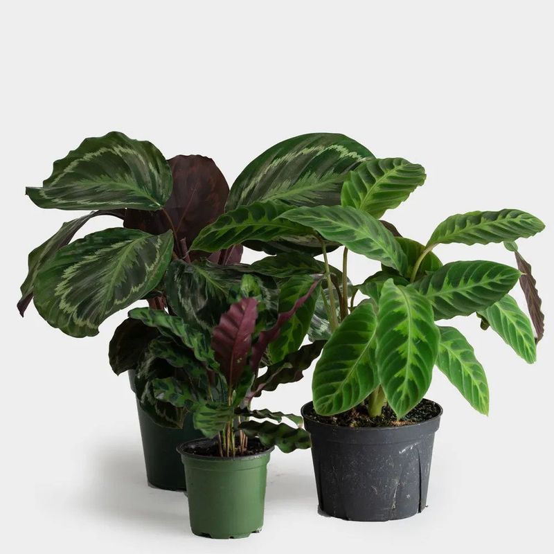 Calathea