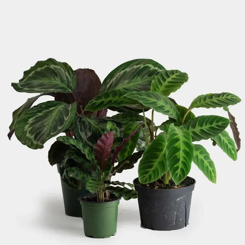 Calathea