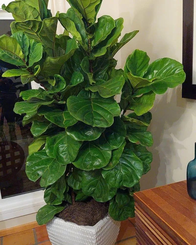 Fiddle Leaf Fig (Ficus lyrata)