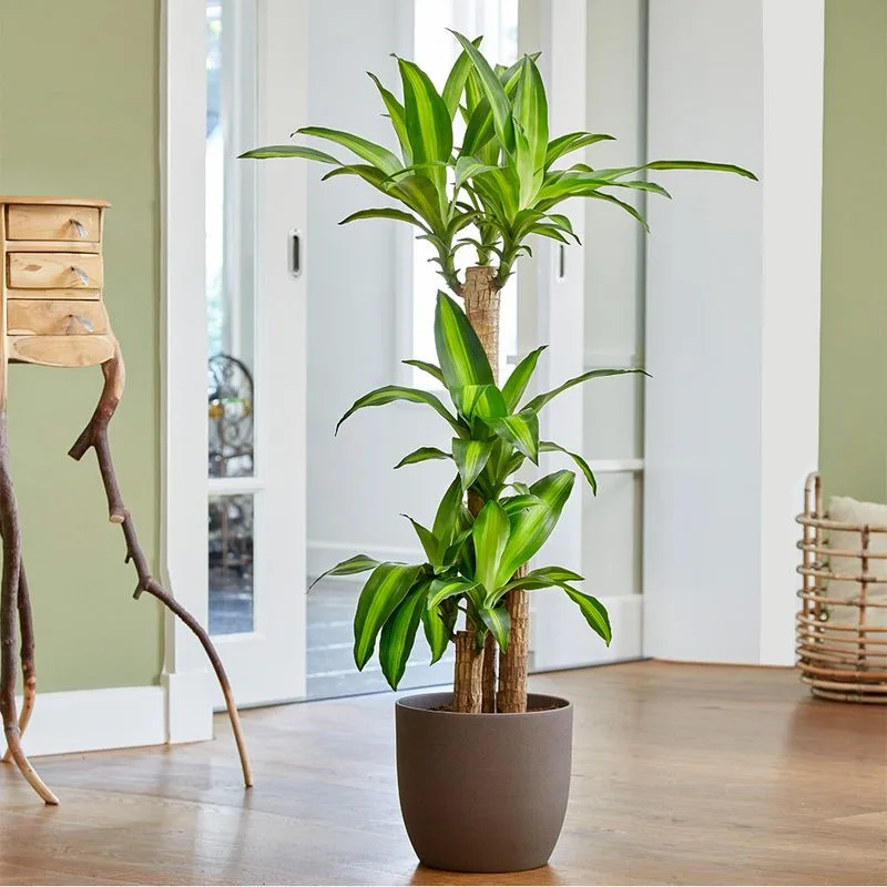 Corn Plant (Dracaena fragrans)