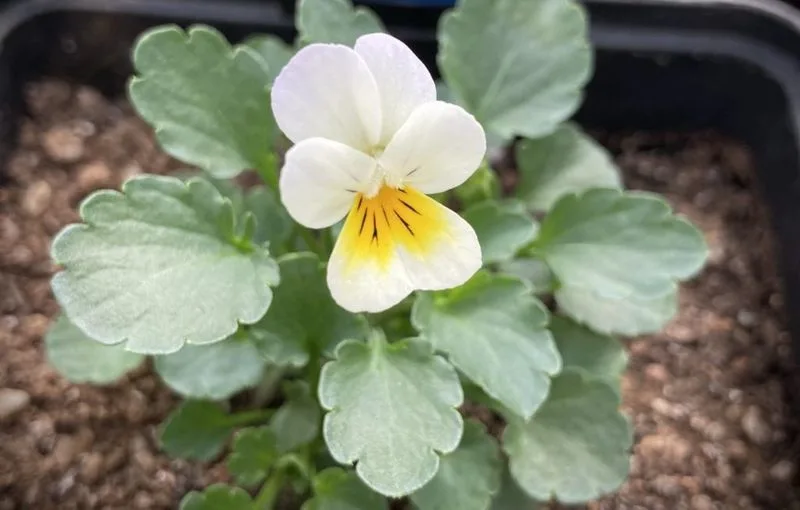 Field Pansy