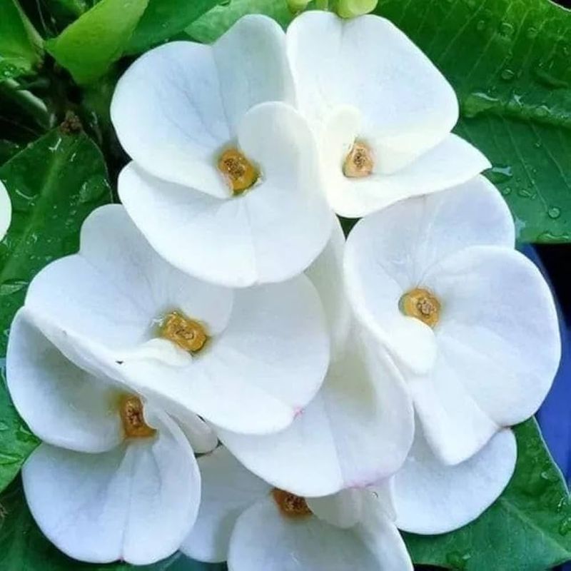 Snow White Star