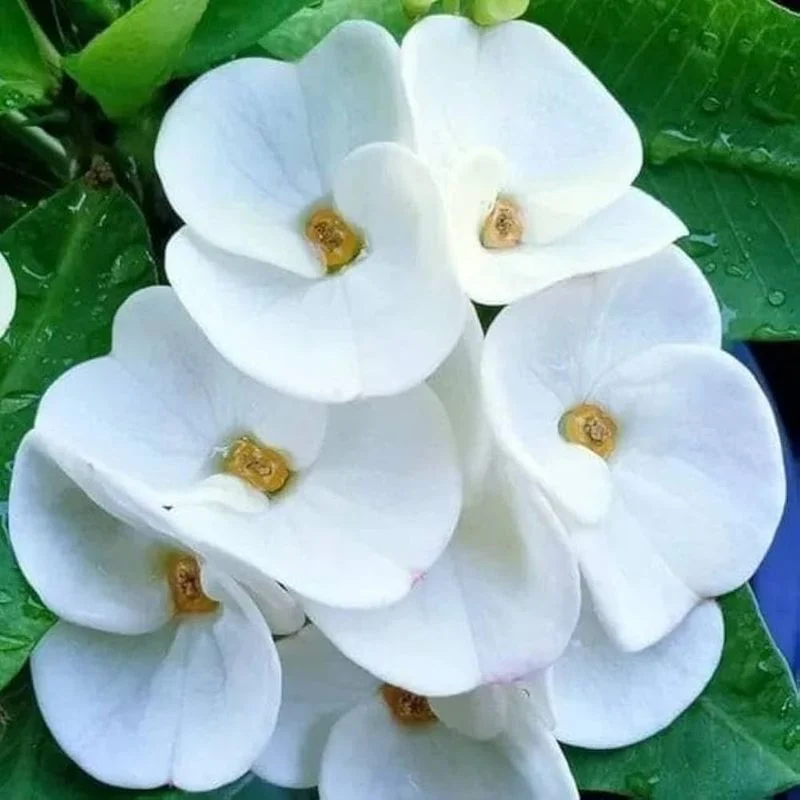 Snow White Star