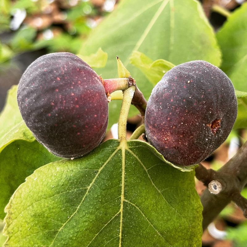 Fig