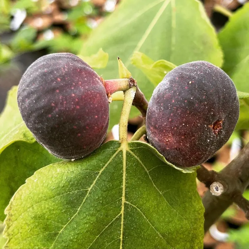 Fig