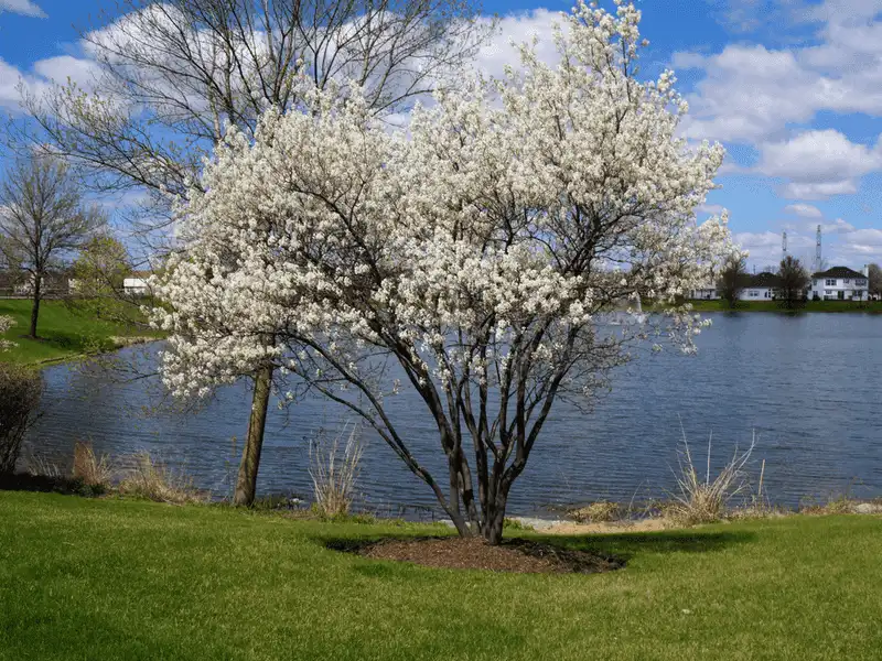 Serviceberry Tree