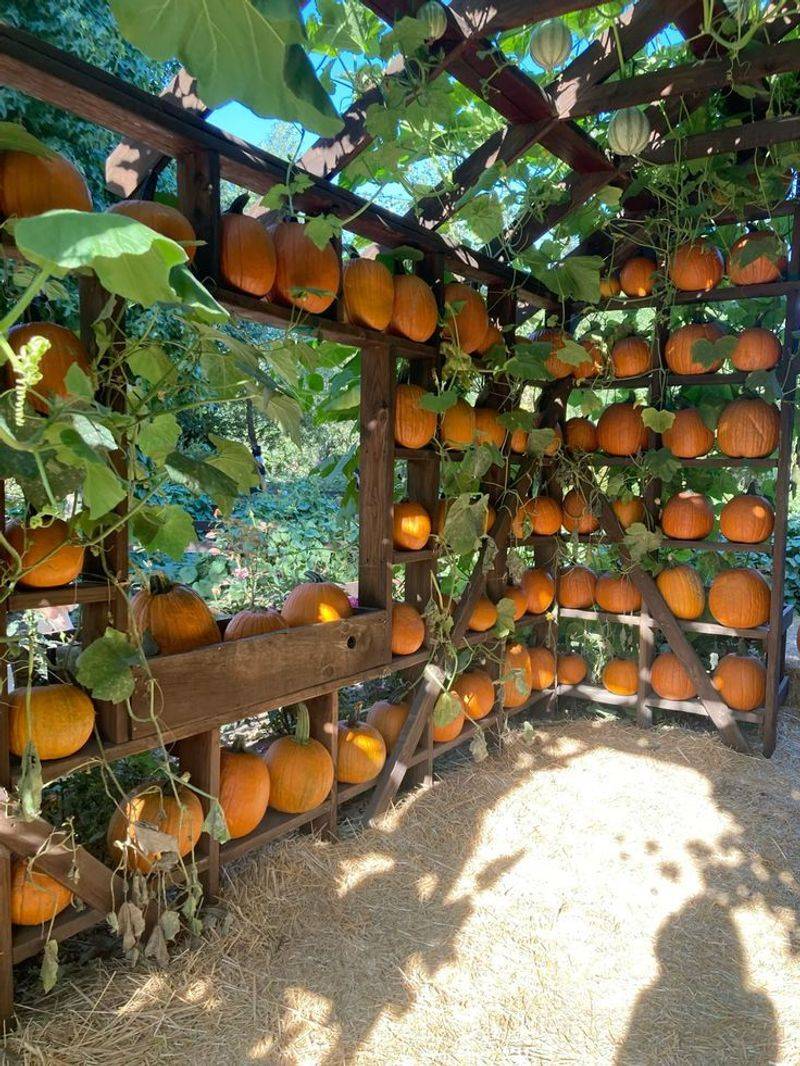 Pumpkin Patch Pergola