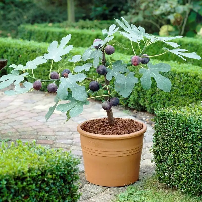 Fig