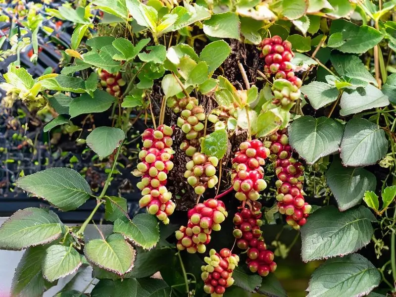 Tayberries