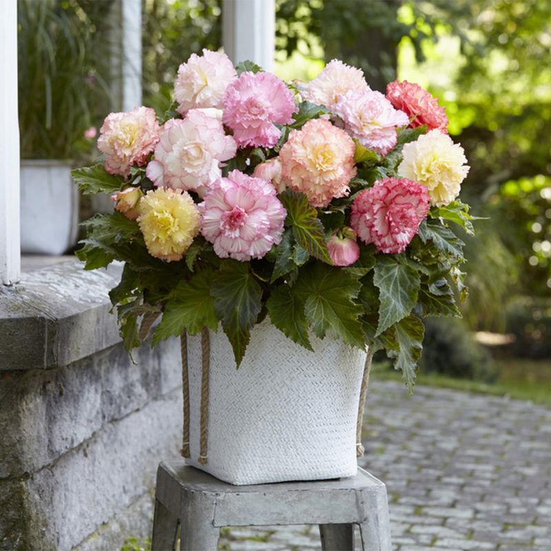 Superba Begonia