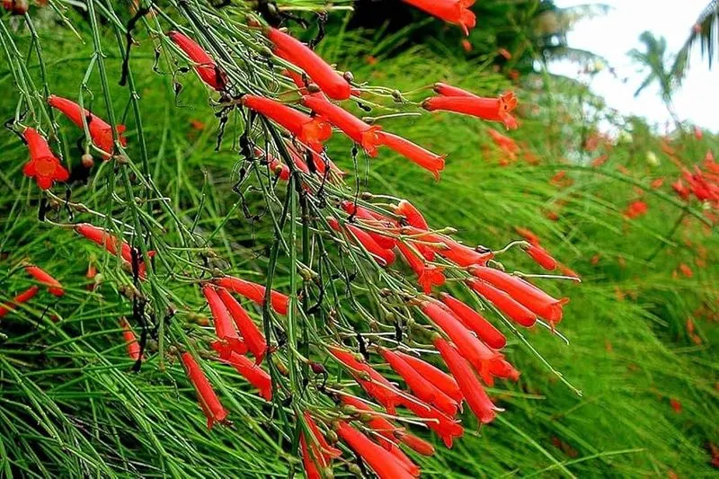 Firecracker Plant
