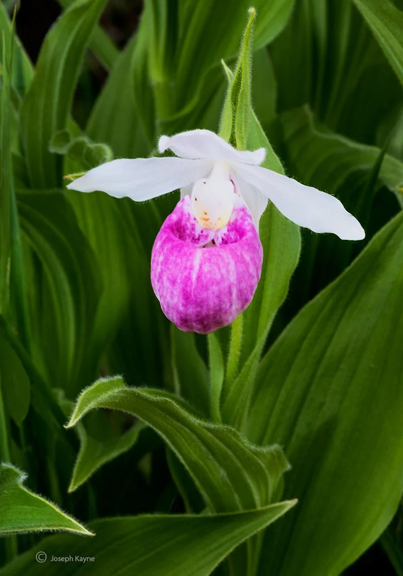 Showy Lady's Slipper