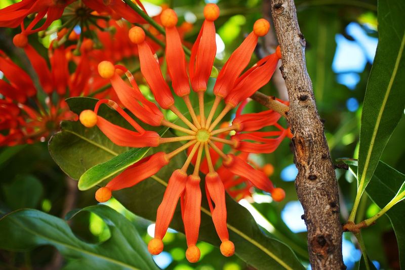 Firewheel