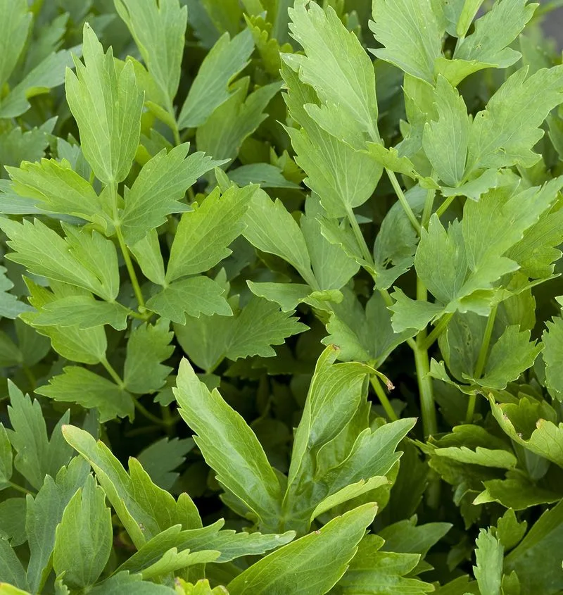 Flavorful Seeds