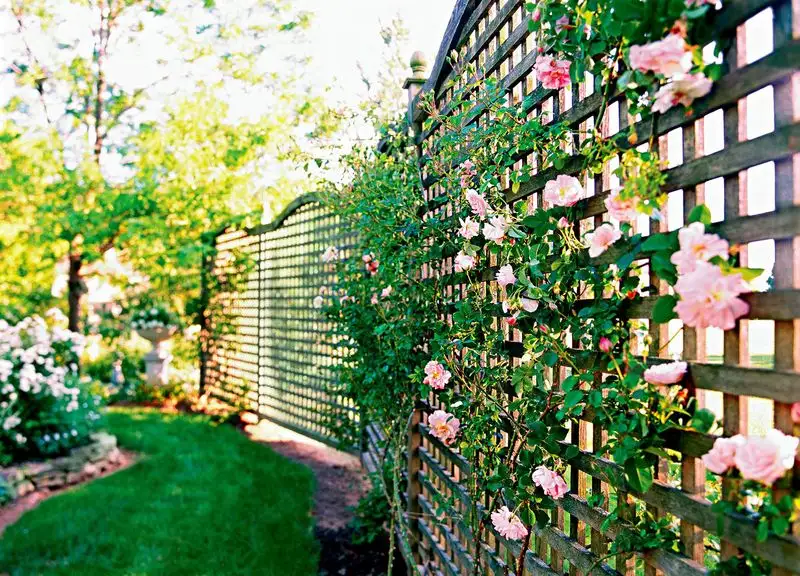 Wooden Lattice Leaning
