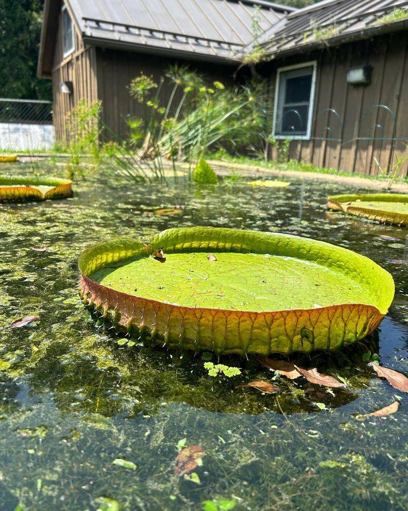 Floating Lily Pads