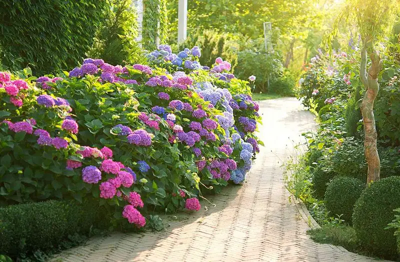 Flowering Shrub Border