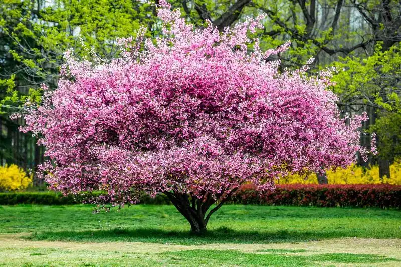Flowering Trees