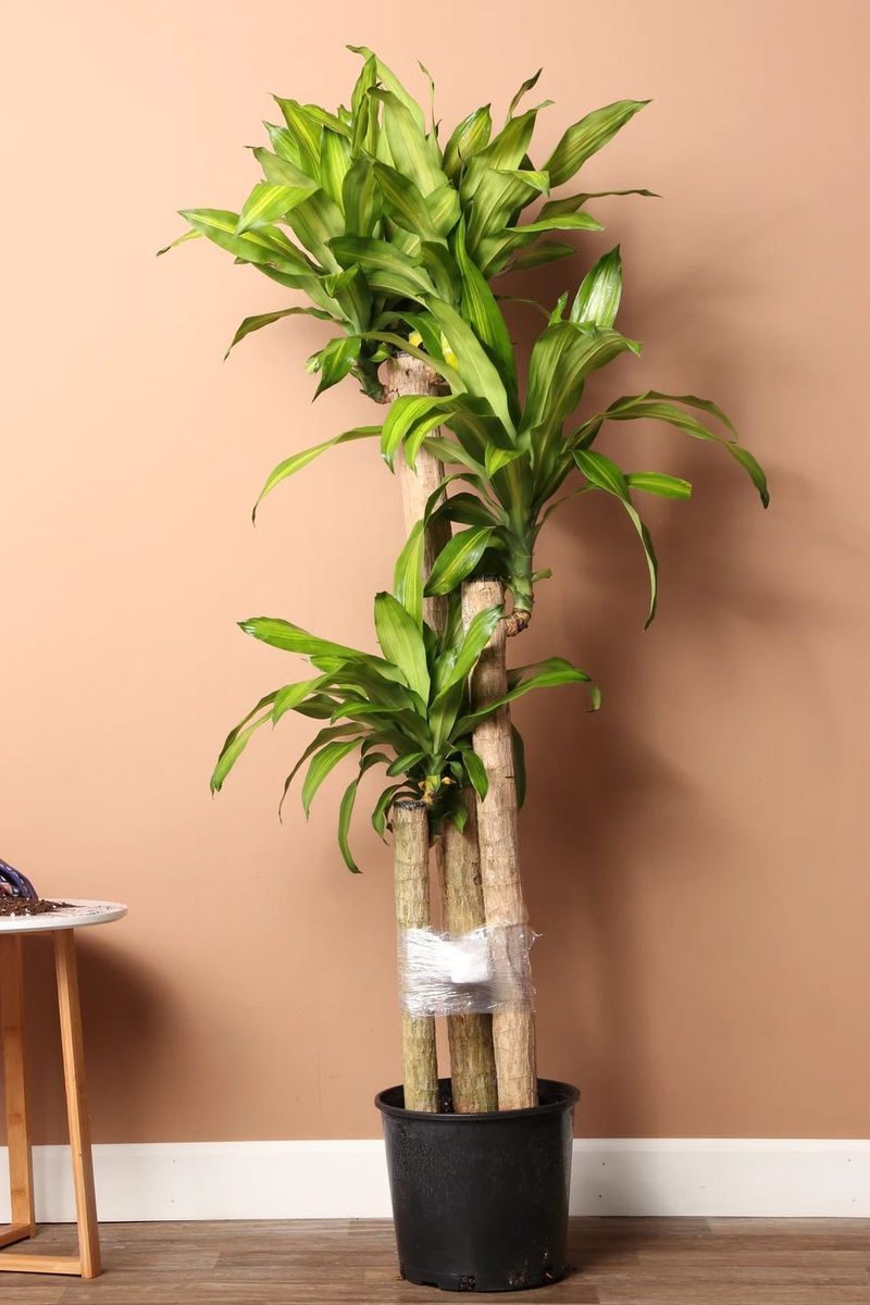 Firm, Strong Stems