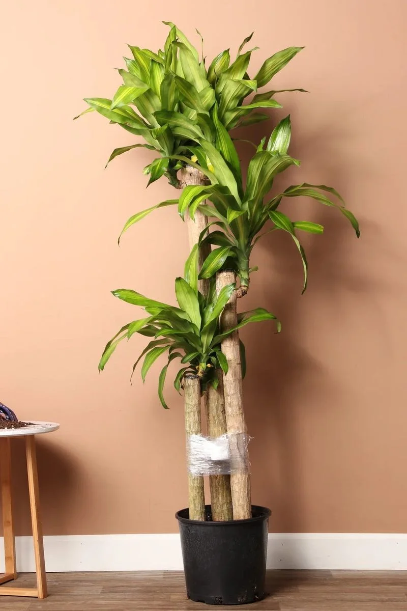Firm, Strong Stems