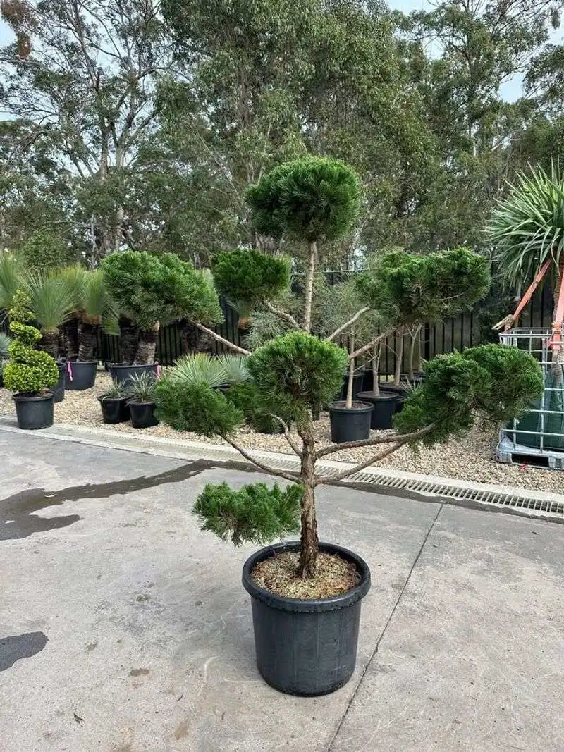 Fluffy Cloud Pine