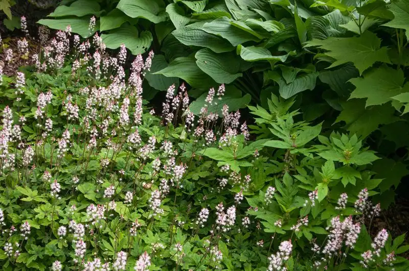 Foamflower