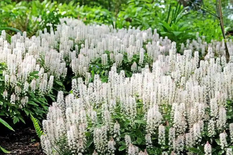Foamflower