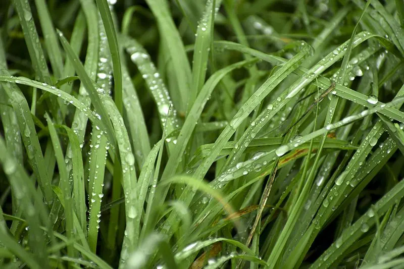Focus on Grass Health