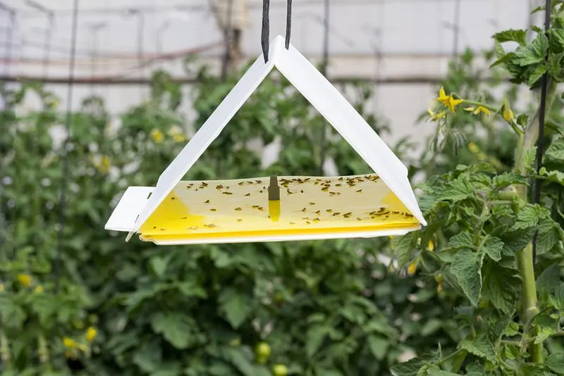 Using Insect Traps Indiscriminately