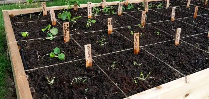 Following Strict Planting Schedules
