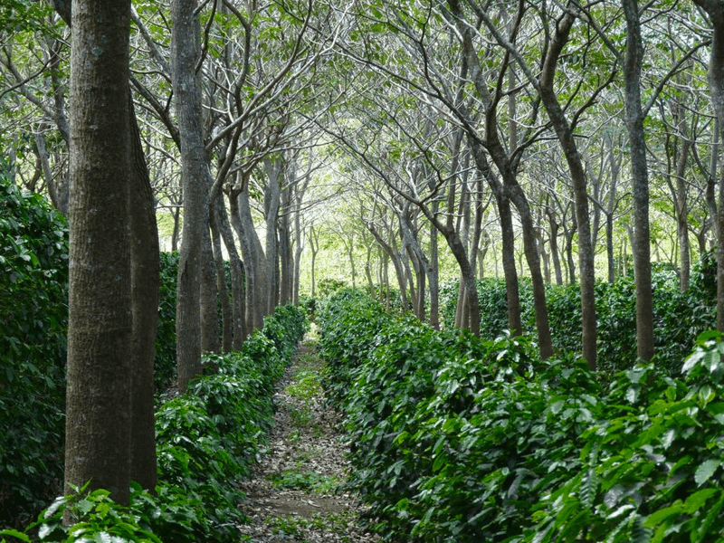 Forest Farming