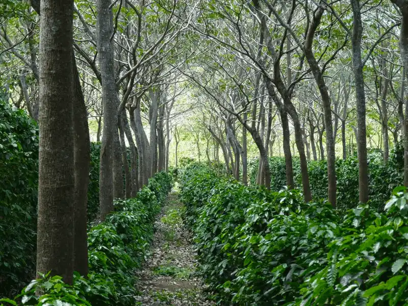 Forest Farming