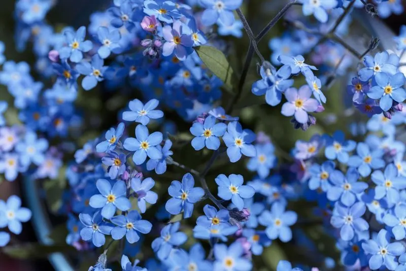 Forget-Me-Not