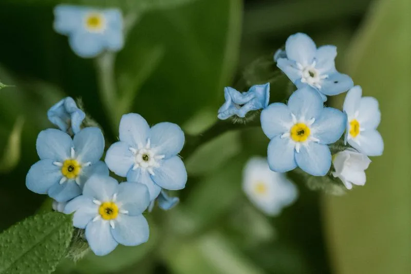 Forget-Me-Not