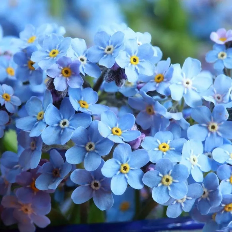 Forget-Me-Nots