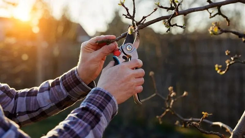 Forgetting to Prune Regularly