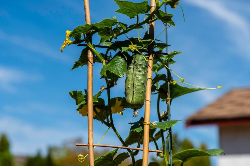 Forgetting to Rotate Crops