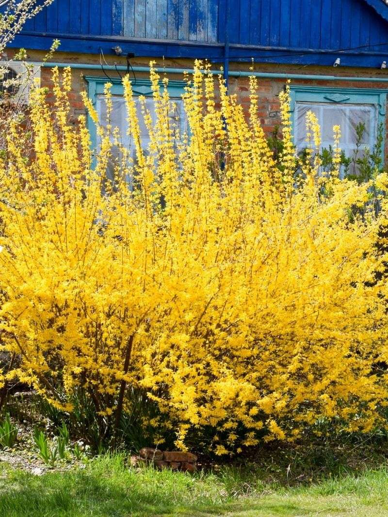 Forsythia