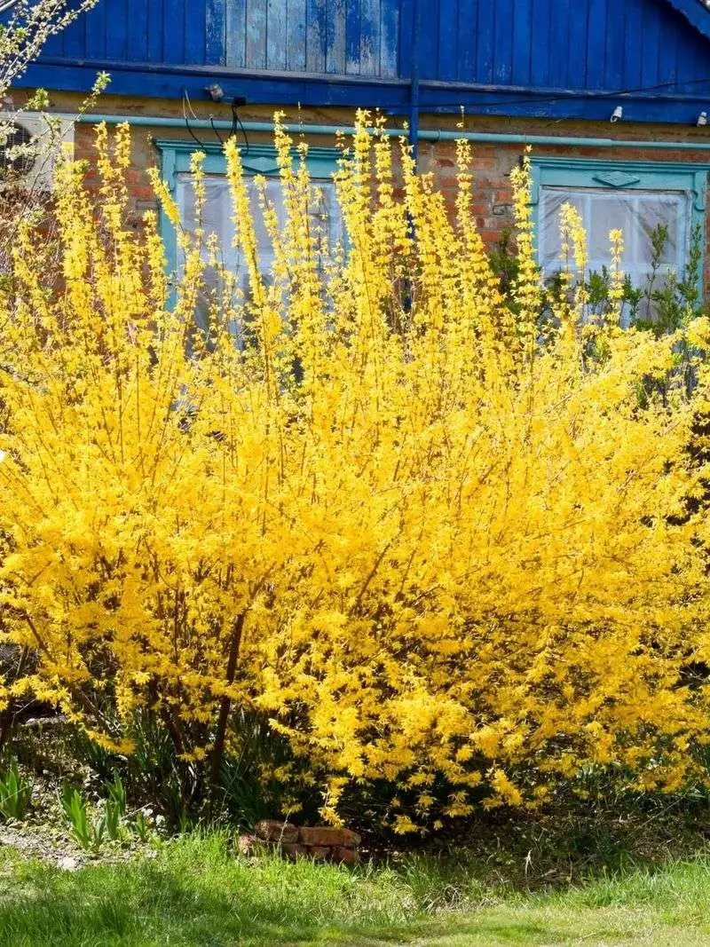 Forsythia