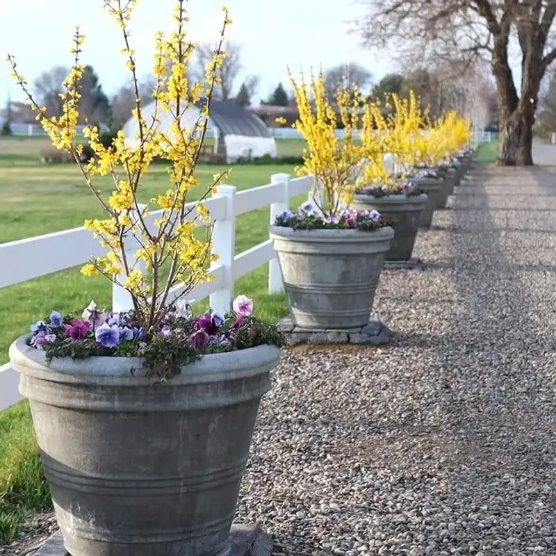 Forsythia