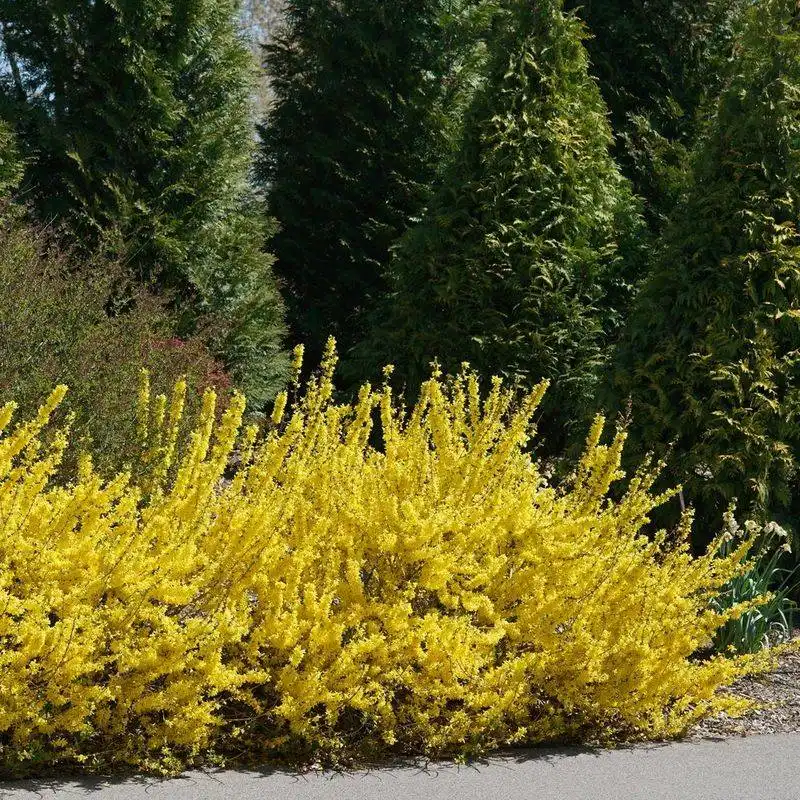 Forsythia