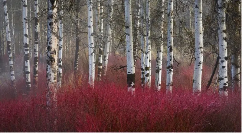 Red Twig Dogwood