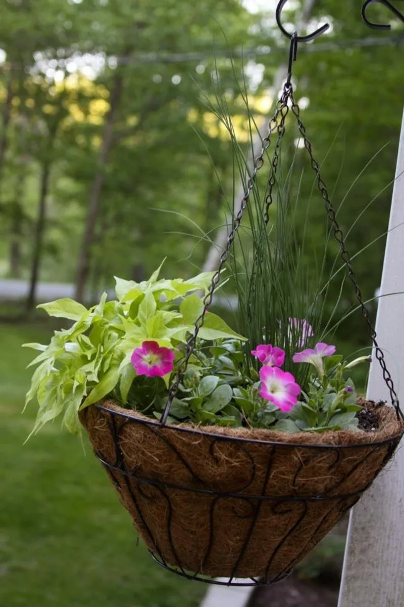 Fountain Grass