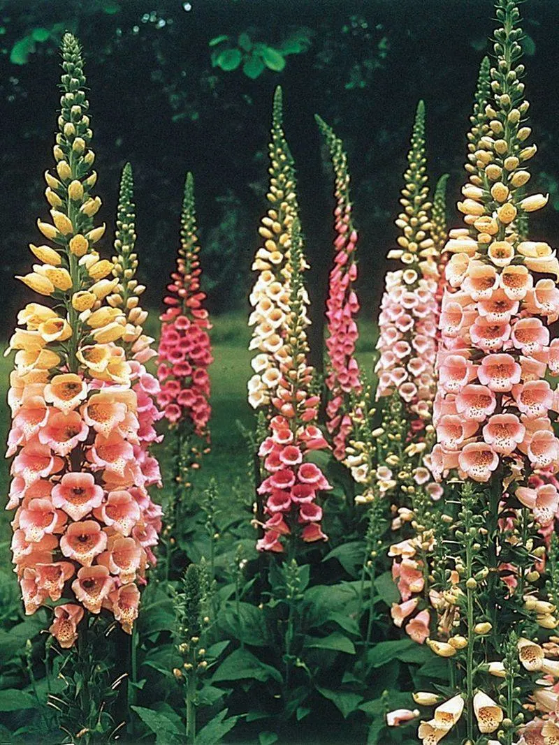 Foxglove