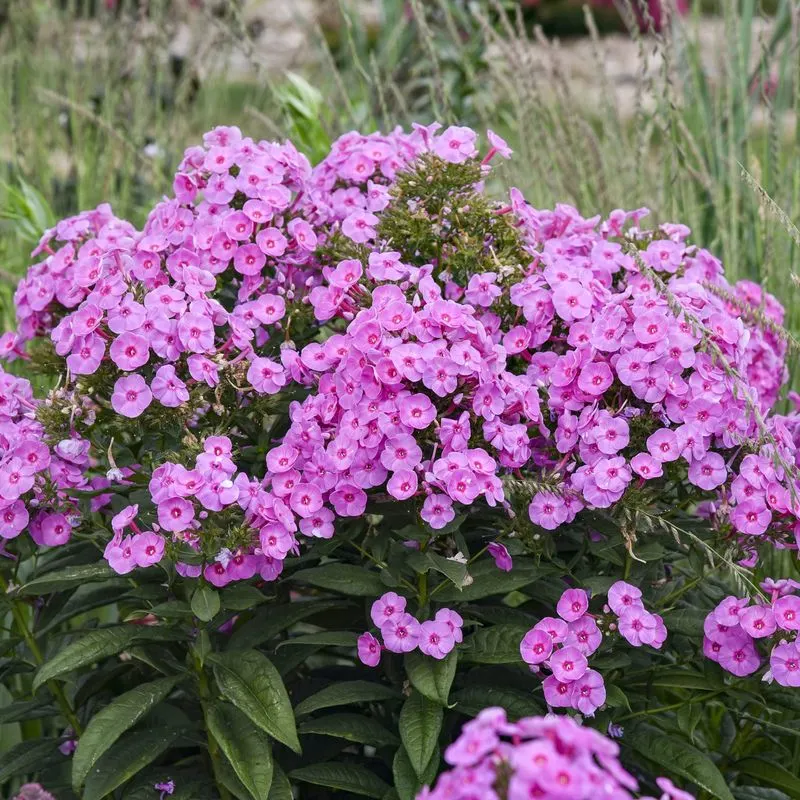 Phlox