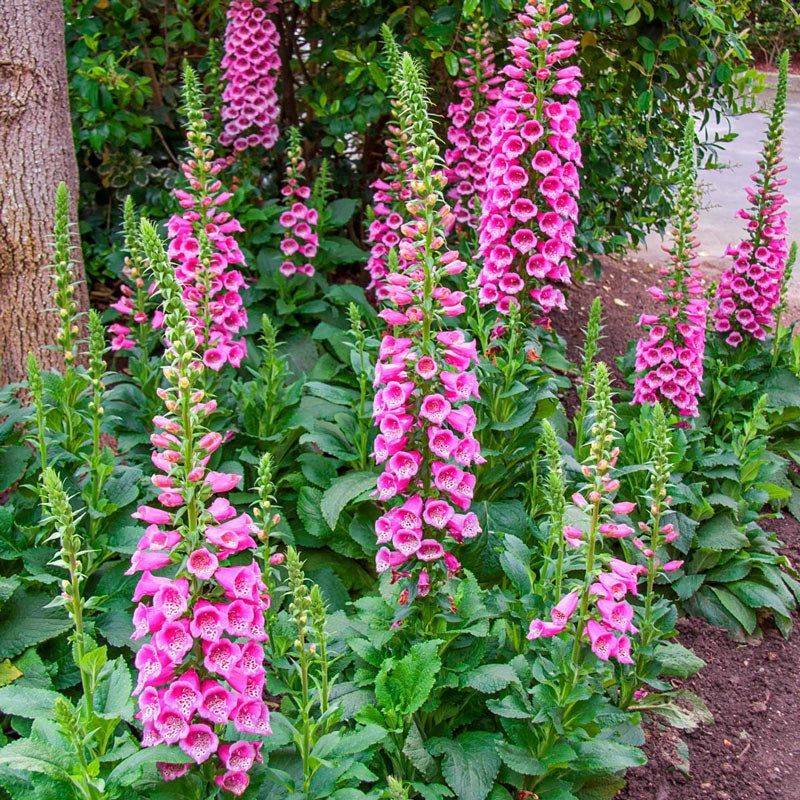 Foxglove