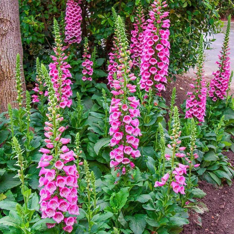Foxglove
