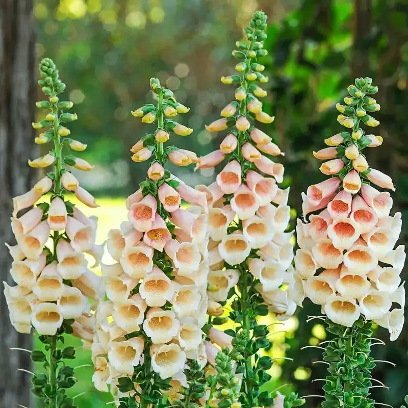 Foxglove